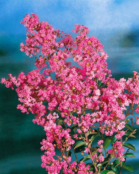 Lagerstroemia indica 'Berry Dazzle', Kreppmyrte, pink, 30–35 cm