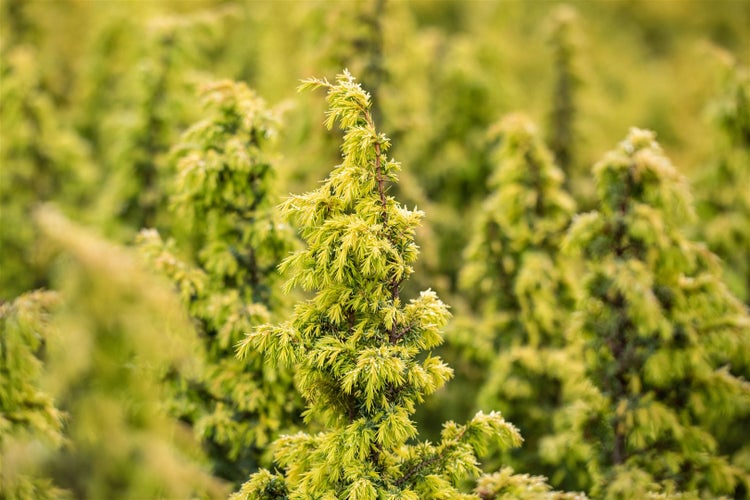 Juniperus communis 'Schneverdinger Gold Machangel', goldgelb, 40–60 cm