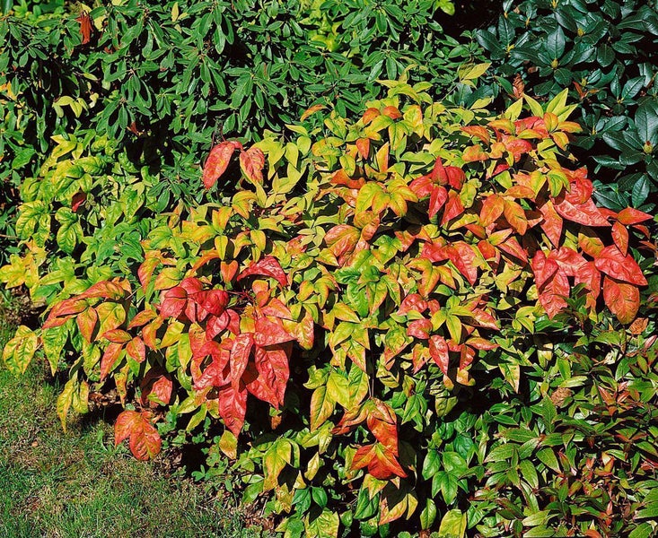 Heiliger bambus Nandina domestica mit roten und grünen Blättern im Garten.