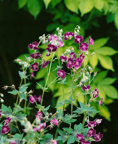 Geranium phaeum, Storchschnabel, violett, ca. 9x9 cm Topf