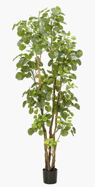 Künstliche Polyscias Fabia Pflanze im schwarzen Kunststofftopf mit grünen runden Blättern und naturgetreuen braunen Stämmen.