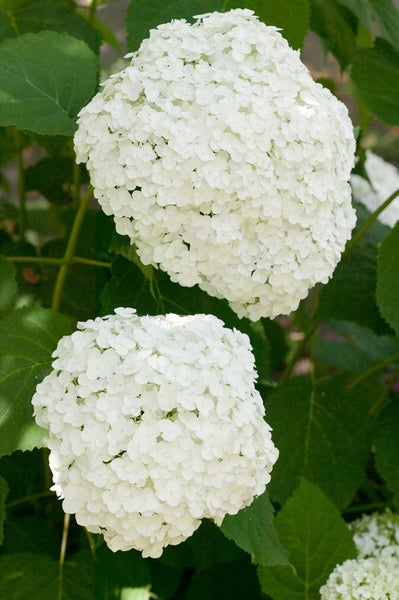 Hydrangea arborescens 'Strong Annabelle', Schneeballhortensie, weiß, 40–60 cm