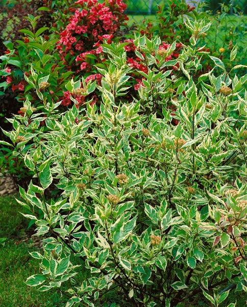 Cornus alba 'Elegantissima', Weißer Hartriegel, buntlaubig, 60–100 cm