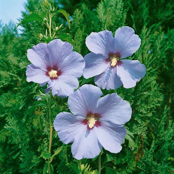 Hibiscus syriacus 'Ultramarine', Gartenhibiskus, blau, 60–80 cm