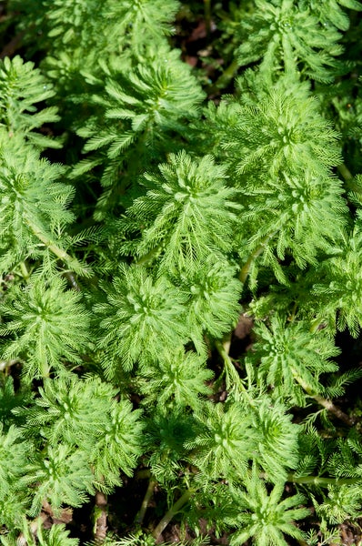 2x Myriophyllum 'Red Stem' – Federkraut – Sauerstoffpflanze – Zone 2 bis 5 – ⌀11 cm - ↕15-25 cm