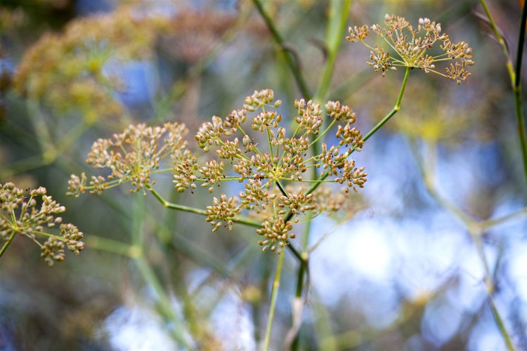 Foeniculum vulgare, Fenchel, aromatisch, ca. 9x9 cm Topf