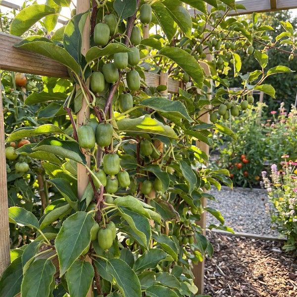 Kleine grüne Kiwibeeren wachsen an einem Holzspalier in einem hellen Garten mit Blumenbeeten und einem Kiesweg.