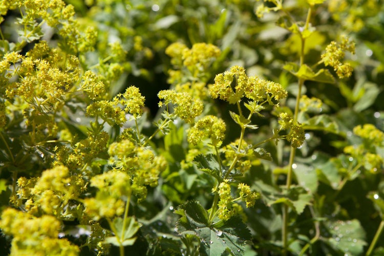 Alchemilla xanthochlora, Frauenmantel, grün, ca. 9x9 cm Topf