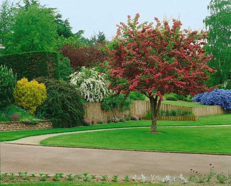 Crataegus laevigata 'Paul's Scarlet', Rotdorn, dunkelrosa, 125–150 cm