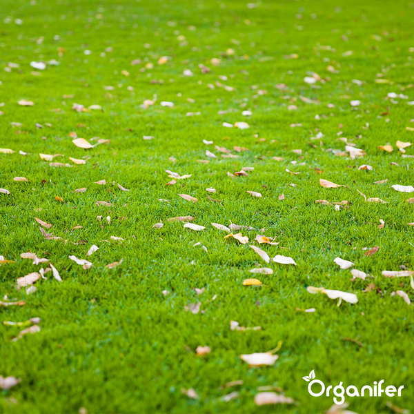 Rasenfläche mit Herbstlaub