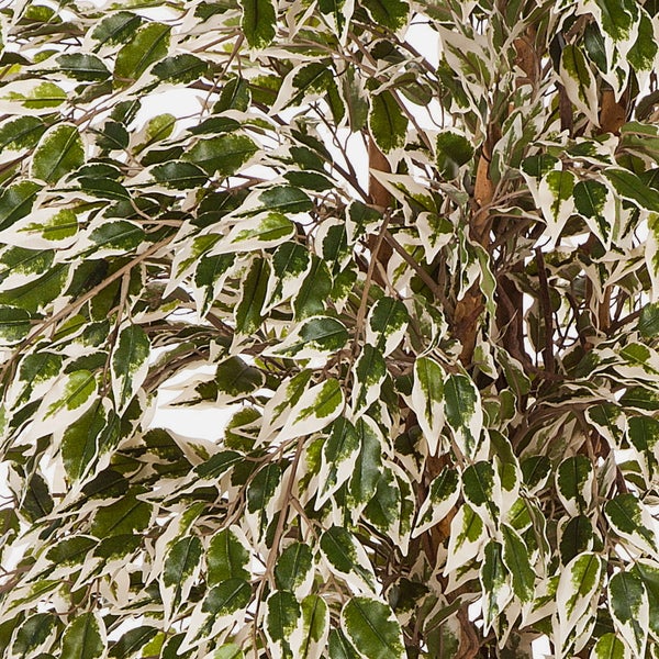 Künstliche Ficus Benjamina Kunstpflanze mit panaschierten Blättern in Grün und Weiß.