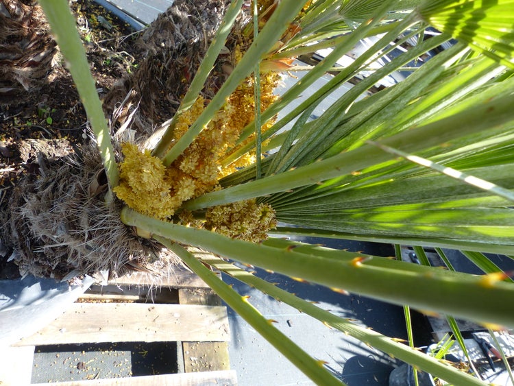 Palmengruppe Palme 164cm Zwergpalme Chamaerops Humilis, winterhart bis -12°C
