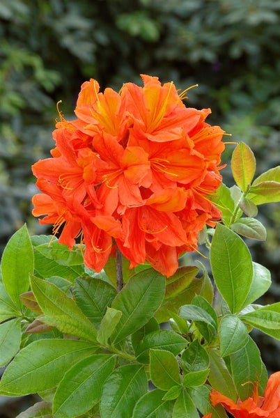 Rhododendron luteum 'Sunny Boy', gelb, 30–40 cm