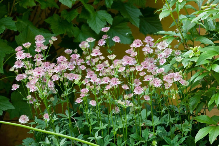 Gruppe von Sterndolden mit rosa Blüten und grünen Blättern