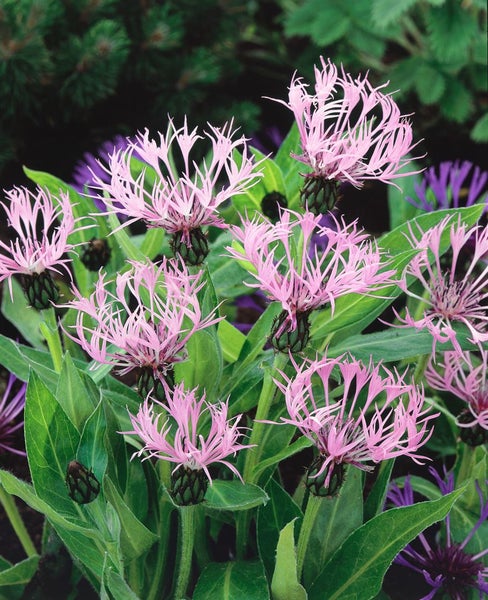 Nahaufnahme von rosa Flockenblumen im Garten.