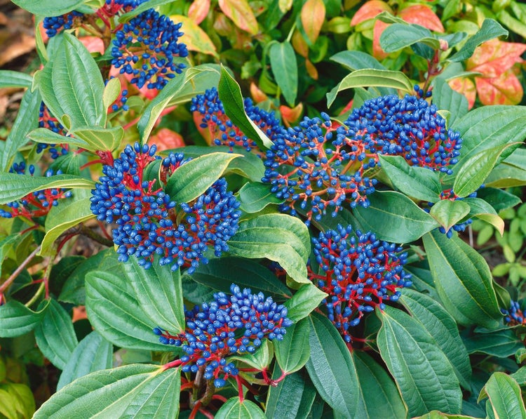 Viburnum davidii, Immergrüner Schneeball, 40–60 cm