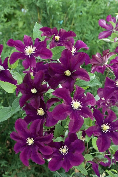 Nahaufnahme der Clematis mit violetten Blüten und grünen Blättern.