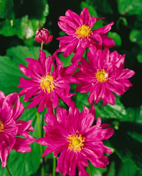 Anemone japonica 'Prinz Heinrich', Herbstanemone, rosa, ca. 9x9 cm Topf