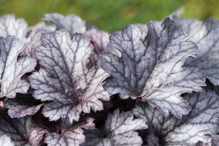 Heuchera micrantha 'Plum Pudding', Purpurglöckchen, violett, 2 Liter Topf
