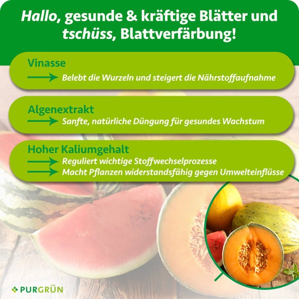 Infografik zu Purgrün Flüssigdünger: Vinasse für Wurzelvitalität, Algenextrakt für Wachstum und Kalium für Widerstandskraft. Purgrün Logo.