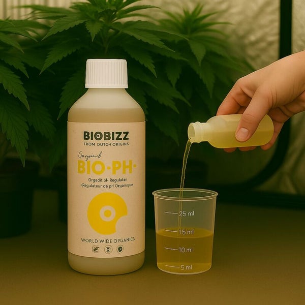 Biobizz Bio-PH- organischer pH-Regulator wird in einen Messbecher gegossen, vor Pflanzen.
