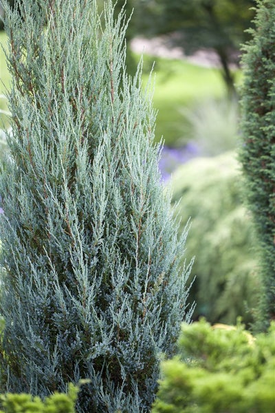 Juniperus scopulorum 'Blue Arrow', Säulenwacholder, blaugrün, 40–60 cm