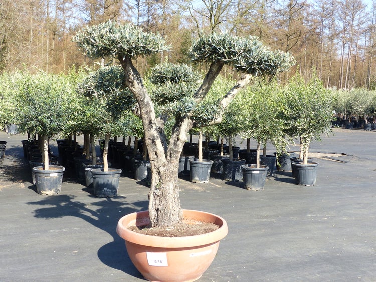 ph wert thuja Thuja occidentalis 'Brabant' auf Stamm