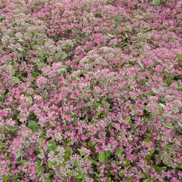 Nahaufnahme von Fetthenne mit Blüten