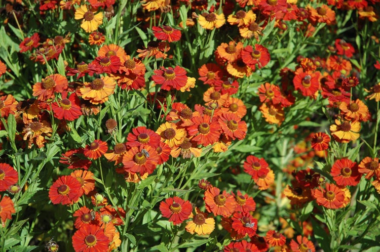 Helenium x cult. 'Baudirektor Linne', Sonnenbraut, orange, ca. 11x11 cm Topf