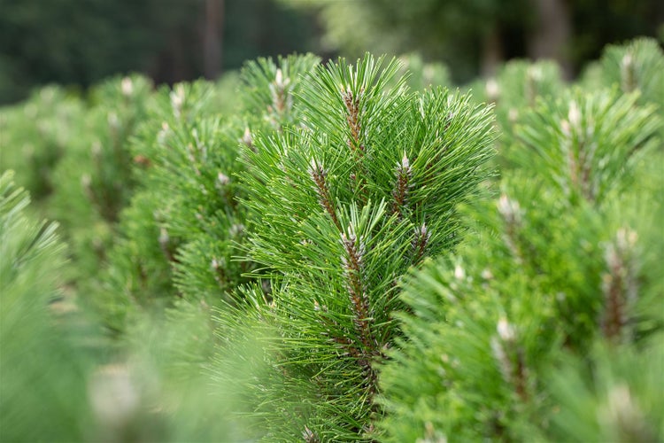 Pinus nigra 'Komet', Schwarzkiefer, 40–50 cm, immergrün