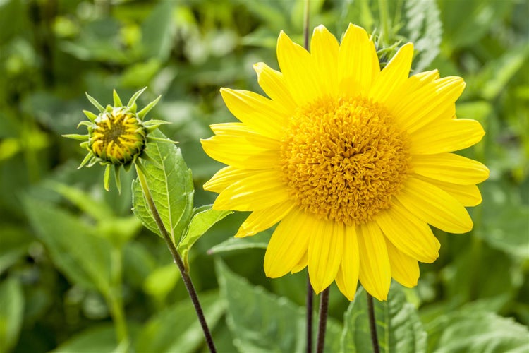 Helianthus decapetalus 'Capenoch Star', Stauden-Sonnenblume, gelb, ca. 11x11 cm Topf