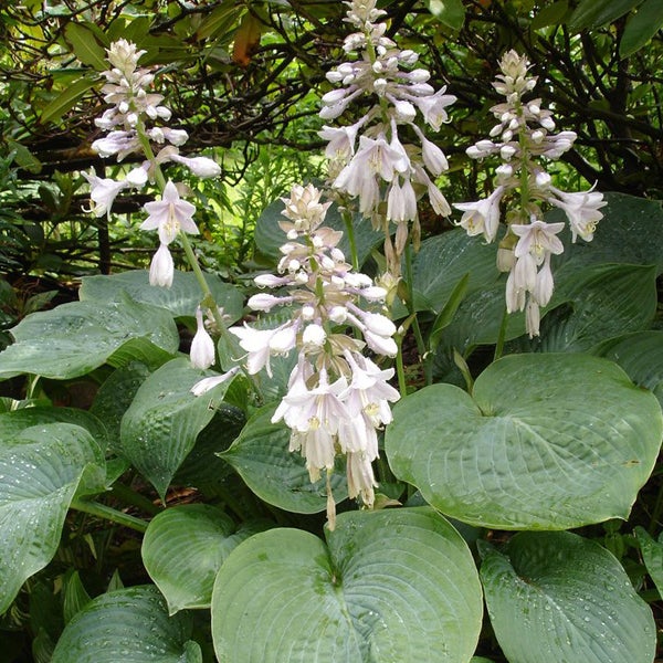 Funkien mit weißen Blüten und grünen Blättern