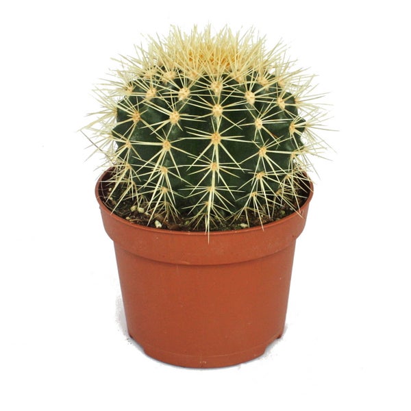 Echinocactus grusonii - Schwiegermutterstuhl - im 12cm Topf