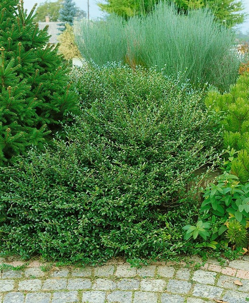 Nahaufnahme eines grünen, buschigen Strauchs im Garten