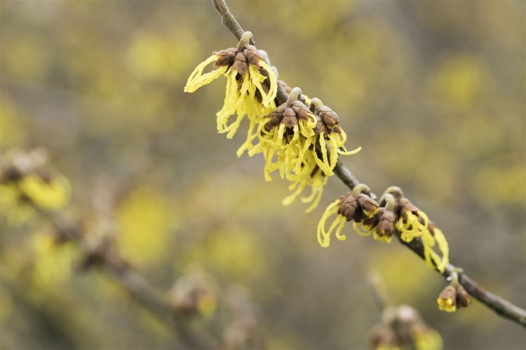 Hamamelis intermedia 'Arnold Promise', Zaubernuss, gelb, 60–80 cm