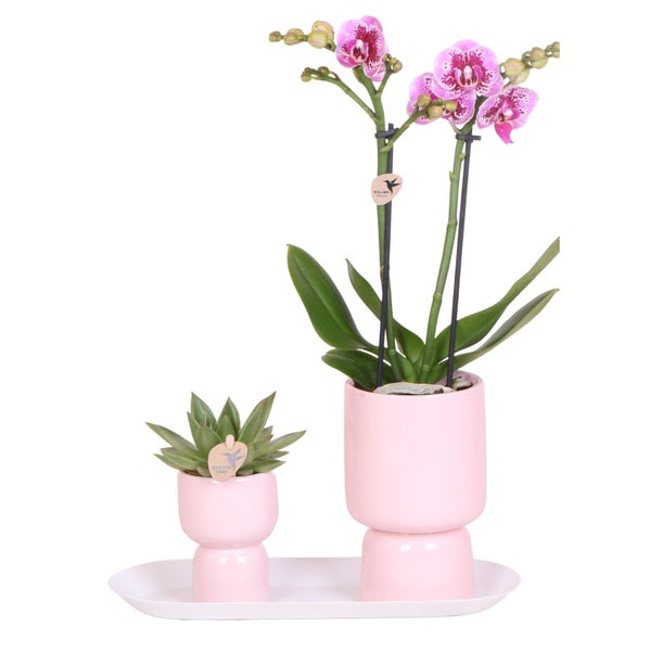 Kolibri Company Set rosa gefleckter Orchidee und Sukkulente auf weißem Tablett frisch vom Züchter