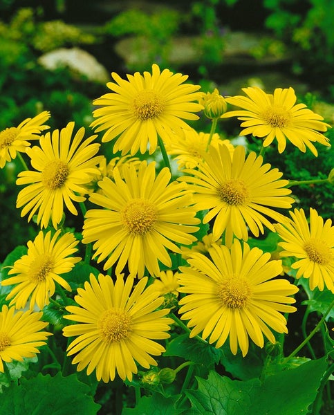 Doronicum orientale 'Magnificum', Gämswurz, gelb, ca. 9x9 cm Topf