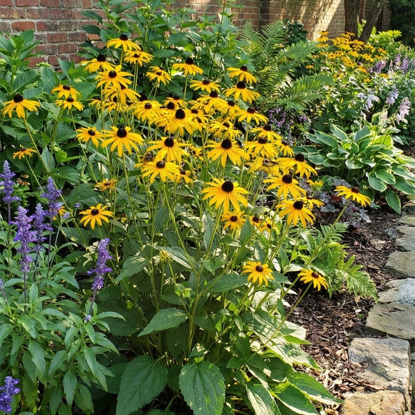 Üppig bepflanztes Gartenbeet mit gelbem Sonnenhut Rudbeckia, lila Salbei und Farnen vor einer Ziegelmauer.