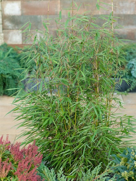 Fargesia robusta 'Campbell', Bambus, immergrün, 125–150 cm