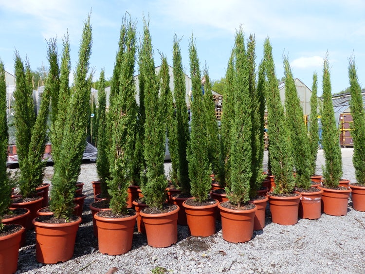 Rechteckige Badematte mit Fransen und weichem Flor.