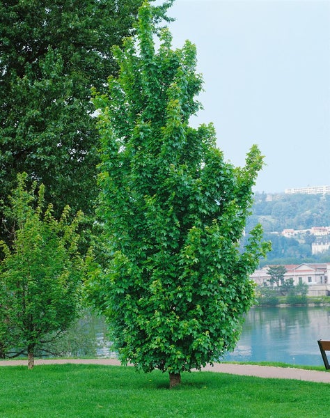 Acer campestre, Feldahorn, 40–60 cm