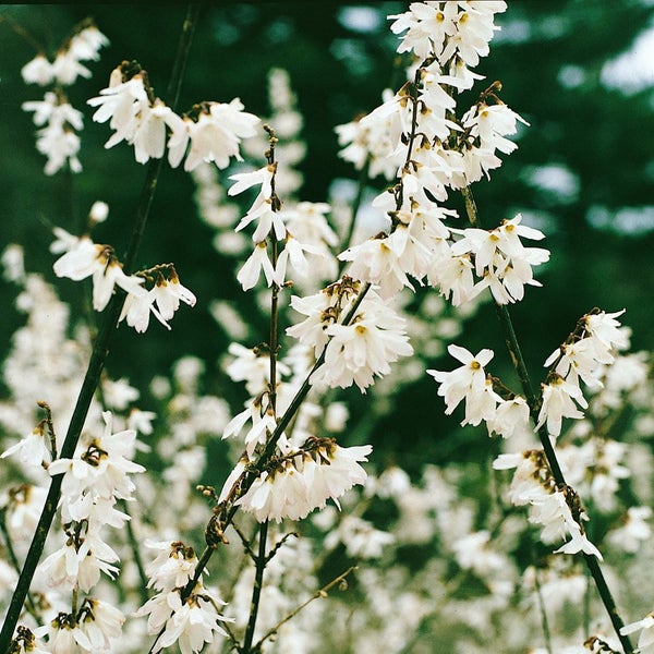 Abeliophyllum distichum, Weiße Forsythie, duftend, 40–60 cm