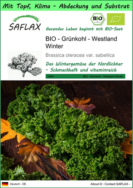 SAFLAX Garden to go - BIO - Grünkohl - Westland Winter - Brassica oleracea var. sabellica - 70 Samen - Mit Topf, Klima - Deckel und Anzuchtsubstrat