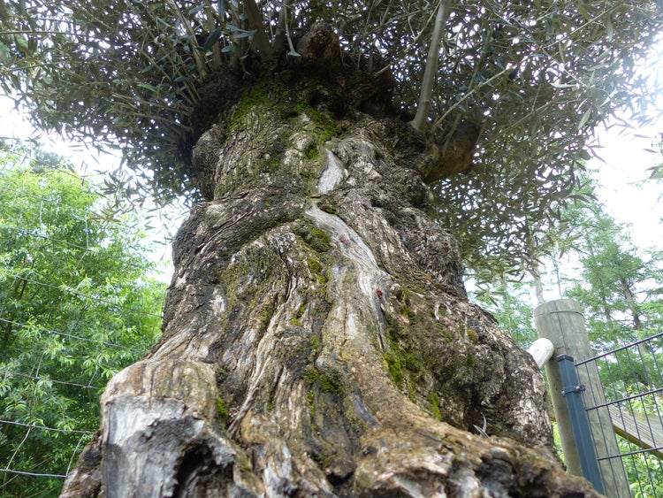 exakt dieser Baum Nr. 24T, 230 cm, Olivenbaum, Bonsai, knorrige alte urige Olive winterhart