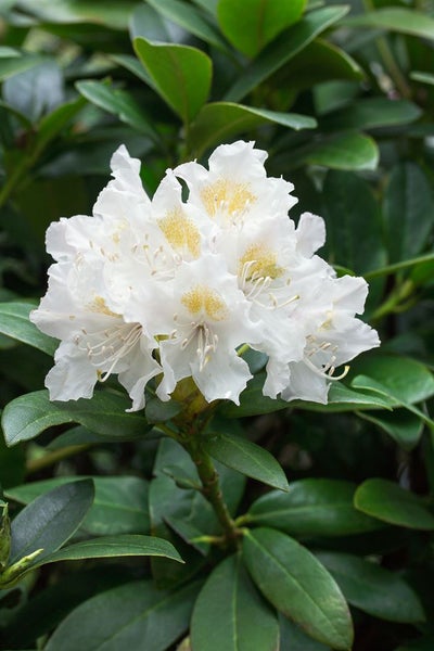 Rhododendron 'Cunninghams White', weiß, 30–40 cm