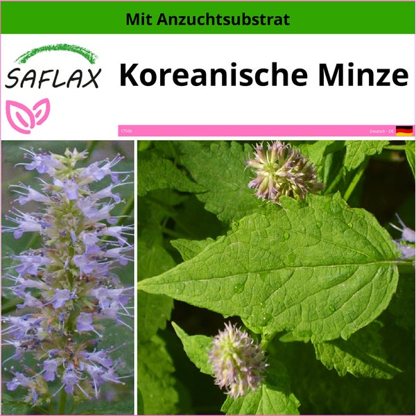 SAFLAX  - Koreanische Minze - Agastache rugosa - 1200 Samen - Mit keimfreiem Anzuchtsubstrat