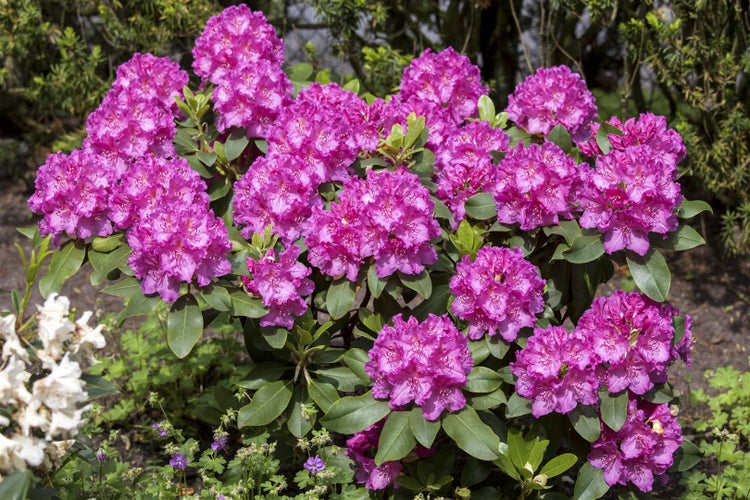 Rhododendron Hybr. 'Claudine', rosa Blüten, 30–40 cm