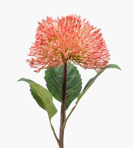Künstliche orangefarbene Protea-Blume mit rundem Blütenkopf und grünen Blättern.
