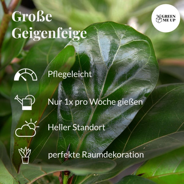 Große Geigenfeige, 100-110cm