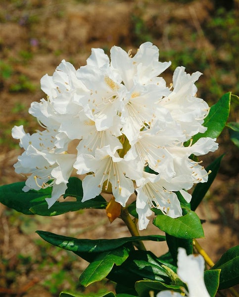 Rhododendron 'Cunninghams White', weiß, 30–40 cm